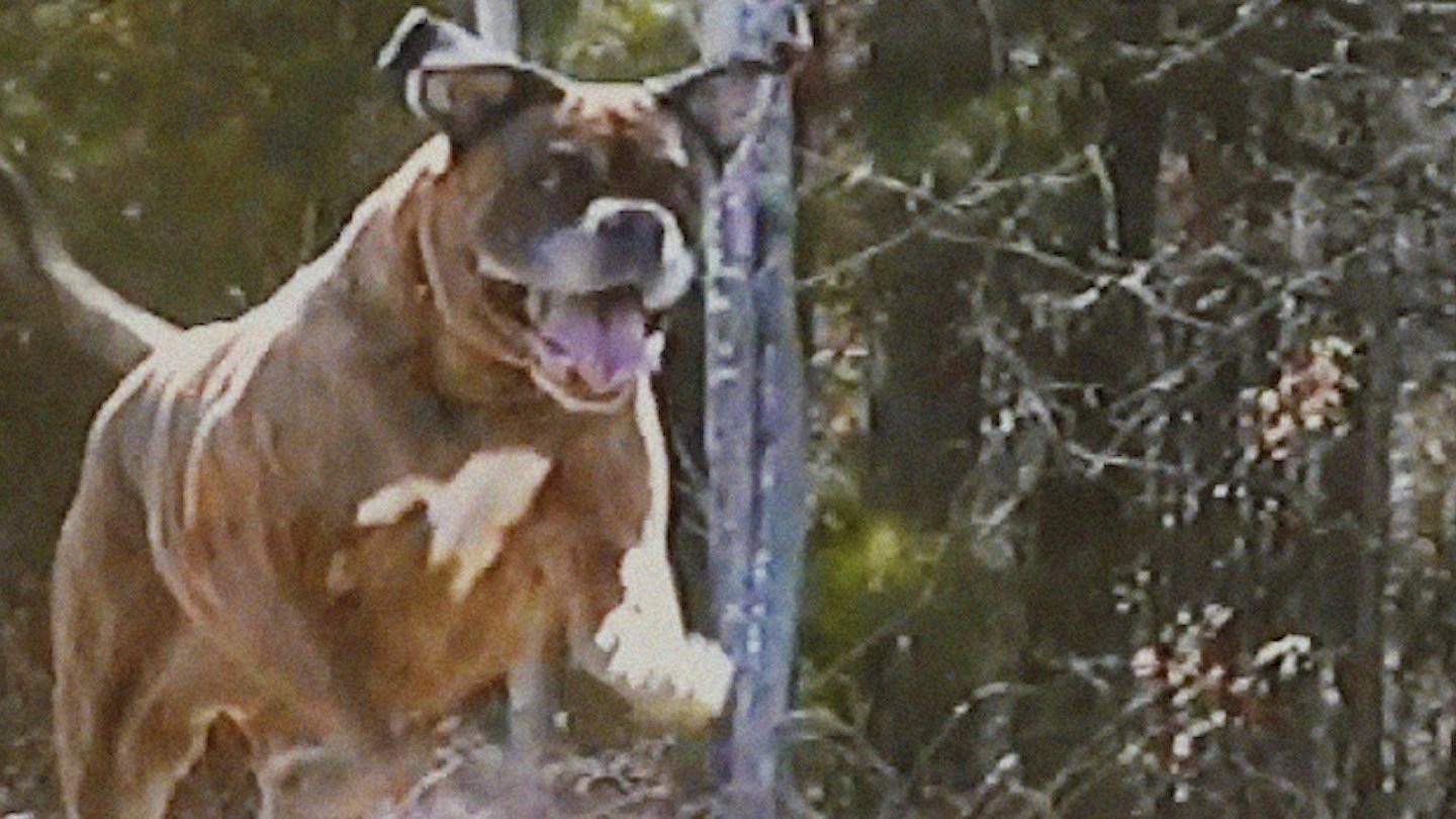 Untitled Dog Horror Movie