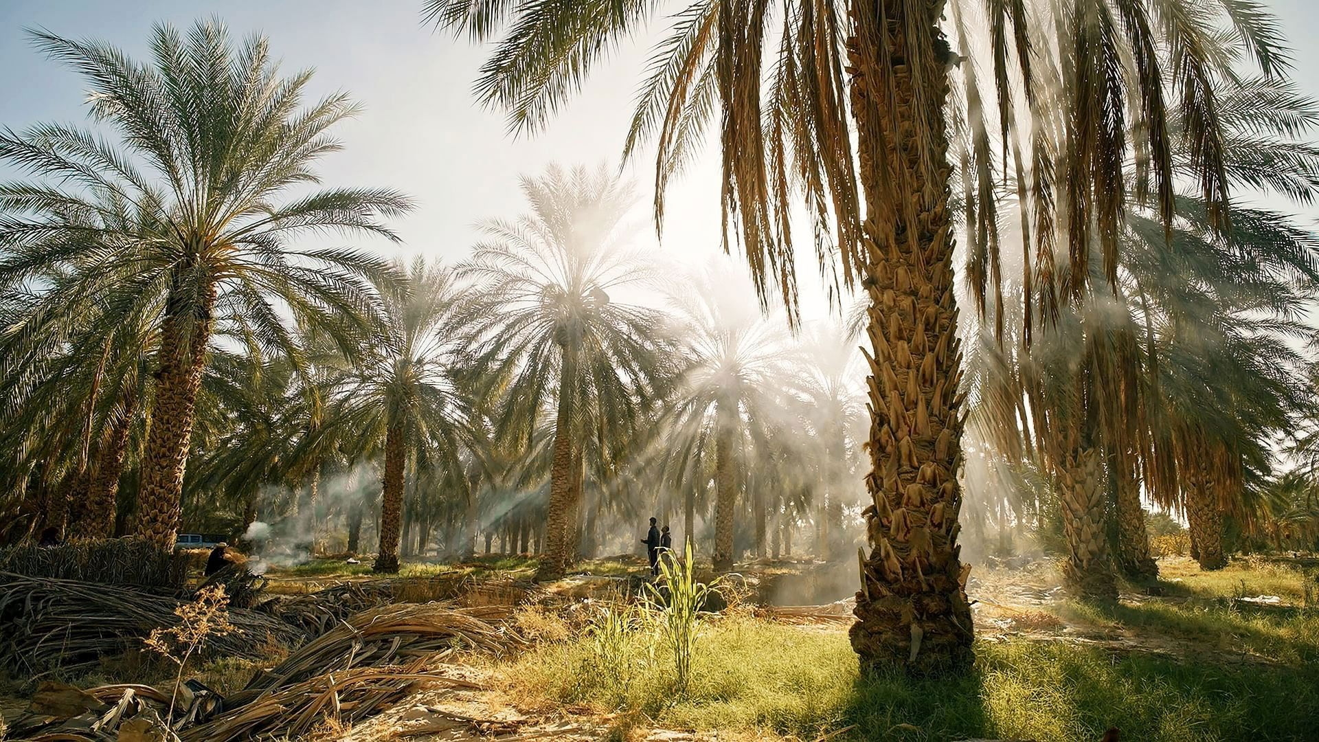 Tunisie : Une oasis dans un grain de sable