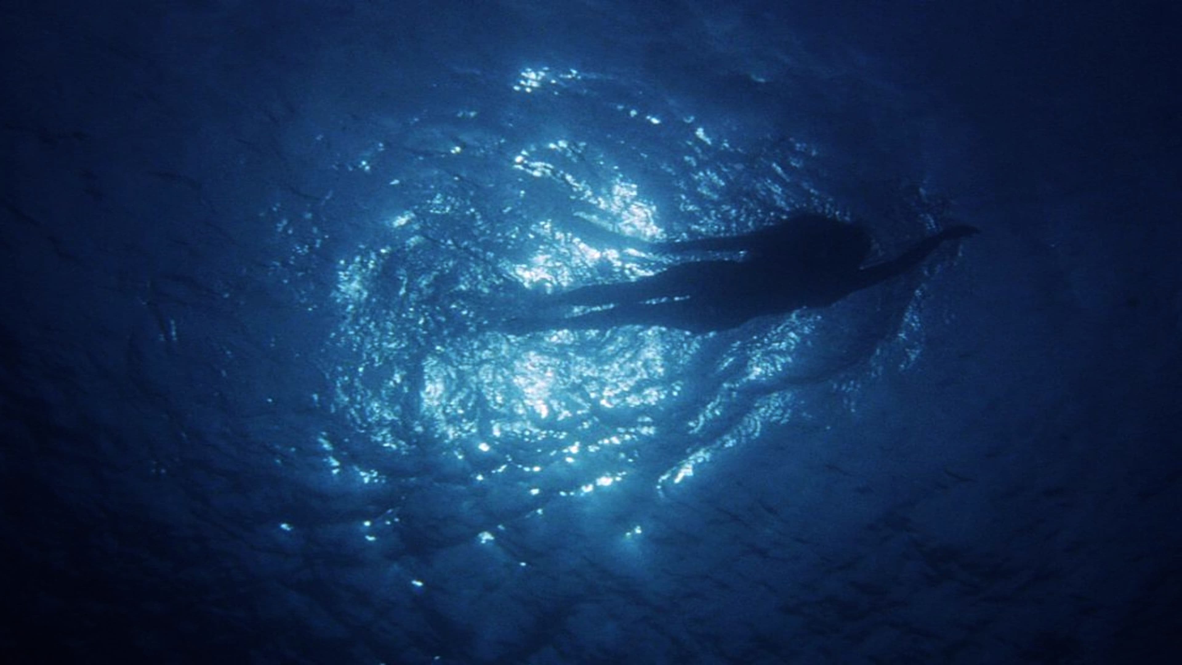 Les dents de la mer, l'histoire d'un succès monstre