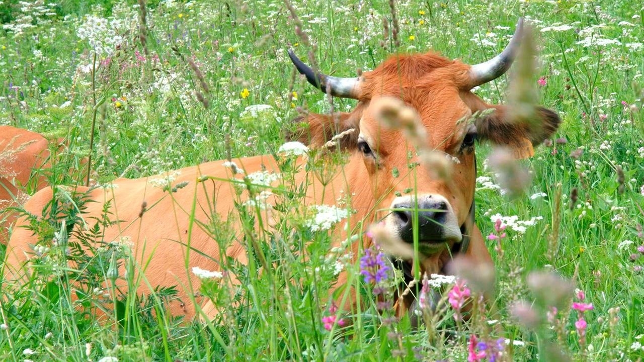 Once Upon a Cow