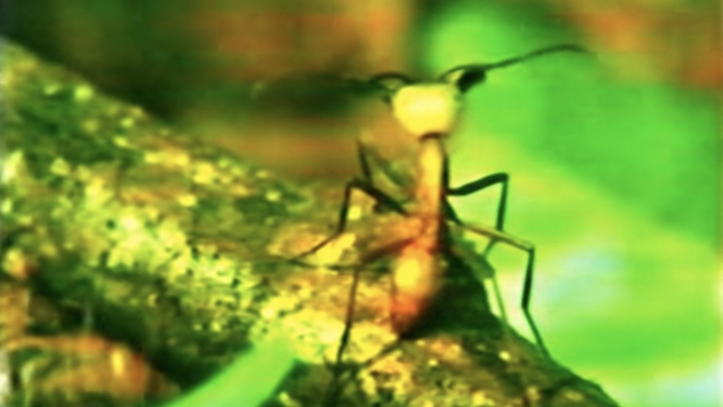 A Thousand Million Million Ants