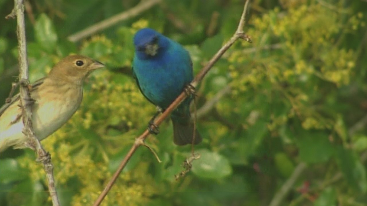 Birdsong and Coffee: A Wake-Up Call