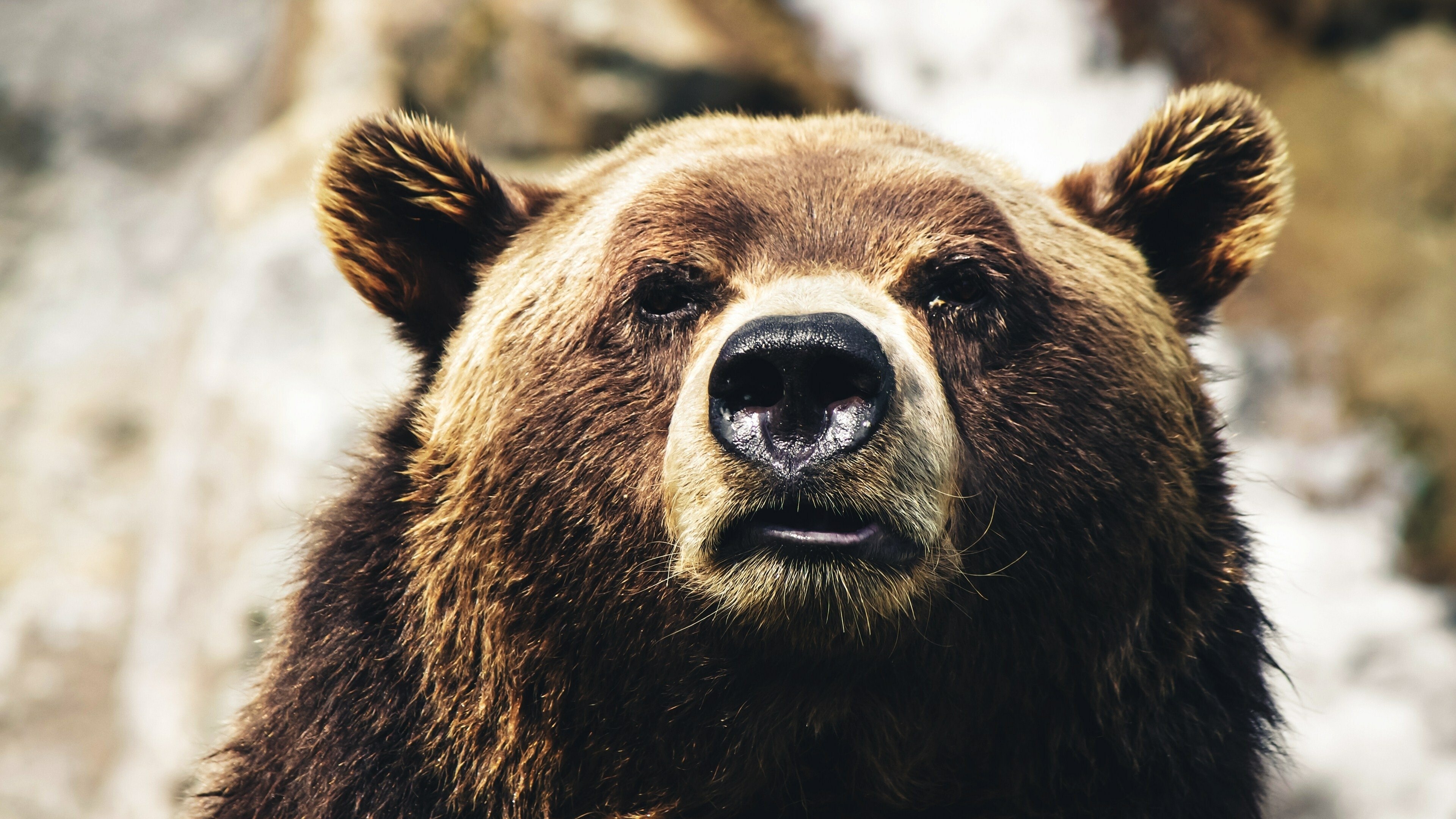 Cocaine Bear vs. Batman
