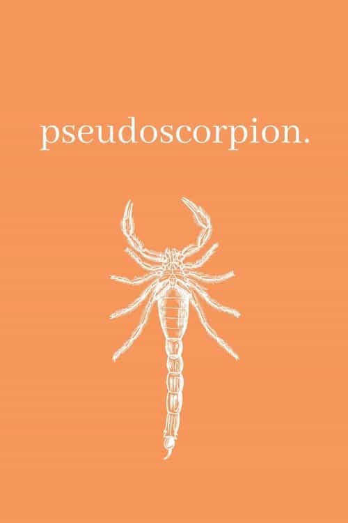 Pseudoscorpion