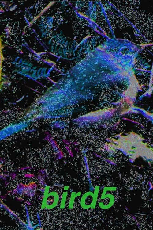 bird5.mp4