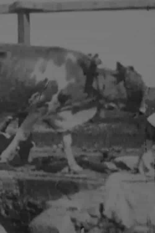 Egyptian Bullock-Pump Drawing Water