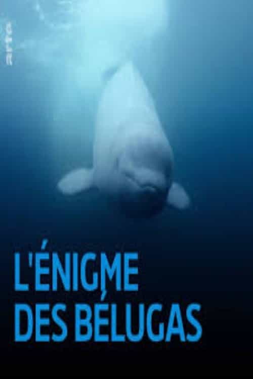 The Mystery of the Belugas