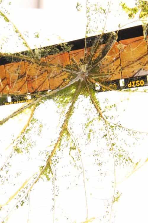 Fallen Leaves Return to Film